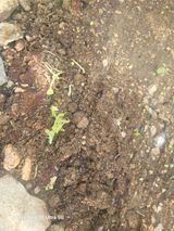 팜모닝 자유주제·자유게시판 게시글 이미지