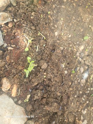 양배추30542님의 자유주제 · 자유게시판 작성글 사진