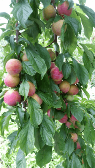 김명옥님의 자두 · 영농일지 작성글 사진