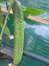 팜모닝 🎉상반기 결산 자랑하기·참여글 게시글 이미지