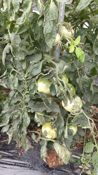 초보텃밭님의 자유주제 · 자유게시판 작성글 사진