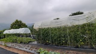 초보텃밭님의 자유주제 · 자유게시판 작성글 사진