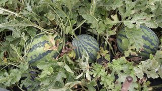 초보텃밭님의 자유주제 · 자유게시판 작성글 사진