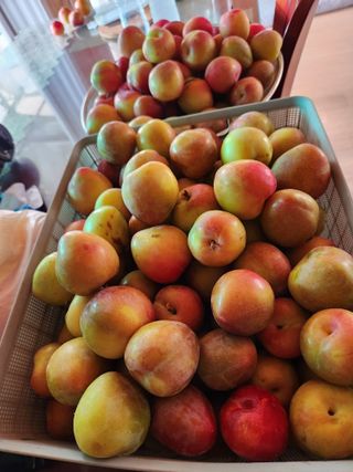 토마토21409님의 🎉상반기 결산 자랑하기 · 참여글 작성글 사진