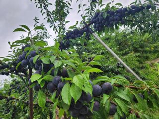 토마토21409님의 🎉상반기 결산 자랑하기 · 참여글 작성글 사진