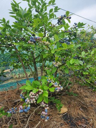 토마토21409님의 🎉상반기 결산 자랑하기 · 참여글 작성글 사진