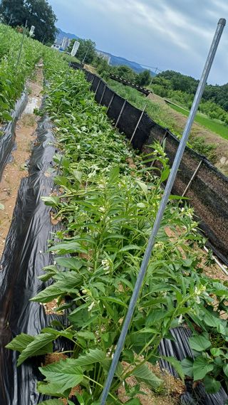 박순덕님의 자유주제 · 자유게시판 작성글 사진