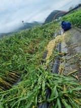 팜모닝 옥수수·영농일지 게시글 이미지