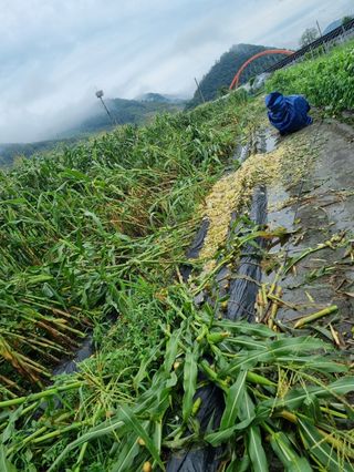 우영옥님의 옥수수 · 영농일지 작성글 사진