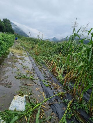 우영옥님의 옥수수 · 영농일지 작성글 사진