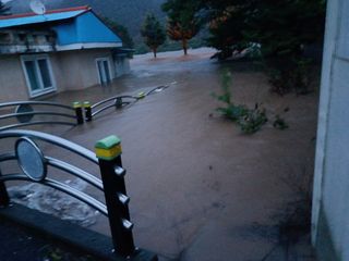 우영옥님의 옥수수 · 영농일지 작성글 사진