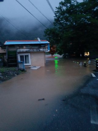 우영옥님의 옥수수 · 영농일지 작성글 사진