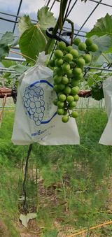 팜모닝 자유주제·자유게시판 게시글 이미지