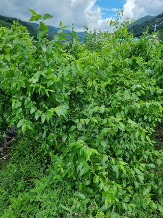 김용대님의 자유주제 · 자유게시판 작성글 사진