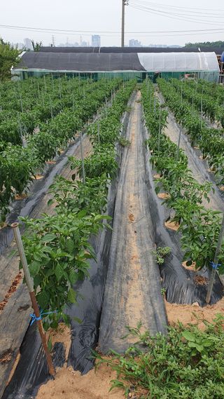 최천진님의 고추 · 영농일지 작성글 사진