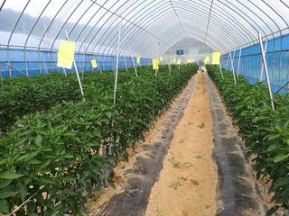 파주고추님의 고추 · 영농일지 작성글 사진