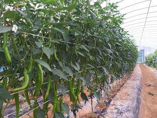 파주고추님의 고추 · 영농일지 작성글 사진