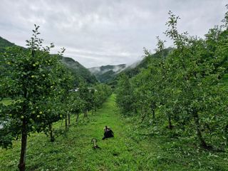 전락구님의 사과 · 영농일지 작성글 사진
