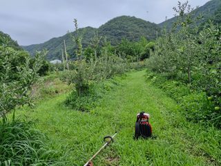 전락구님의 사과 · 영농일지 작성글 사진