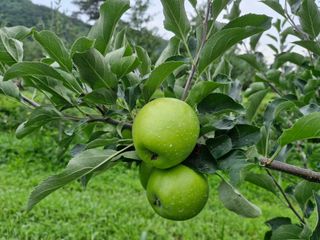 전락구님의 사과 · 영농일지 작성글 사진