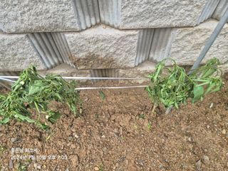 김진님의 자유주제 · 자유게시판 작성글 사진