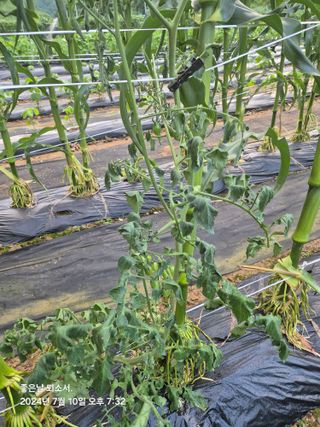 김진님의 자유주제 · 자유게시판 작성글 사진