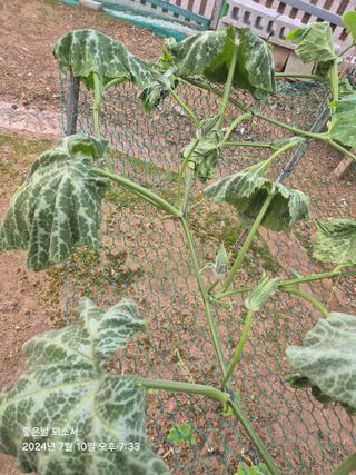 김진님의 자유주제 · 자유게시판 작성글 사진