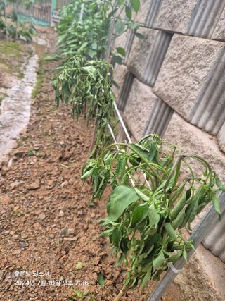 김진님의 자유주제 · 자유게시판 작성글 사진