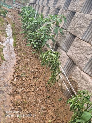 김진님의 자유주제 · 자유게시판 작성글 사진