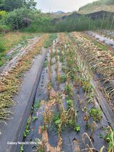 팜모닝 🎉상반기 결산 자랑하기·참여글 게시글 이미지