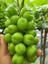 팜모닝 포도·영농일지 게시글 이미지