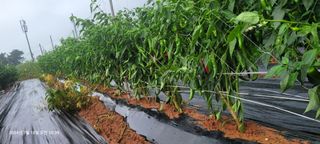 이동훈님의 고추 · 영농일지 작성글 사진