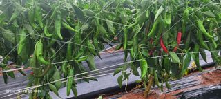 이동훈님의 고추 · 영농일지 작성글 사진