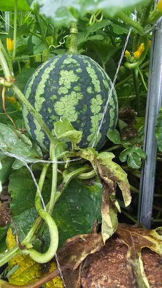 호피랑 농부랑님의 🎉상반기 결산 자랑하기 · 참여글 작성글 사진