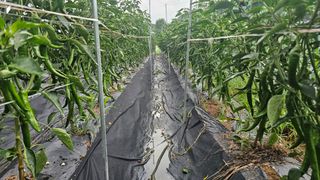 호피랑 농부랑님의 🎉상반기 결산 자랑하기 · 참여글 작성글 사진