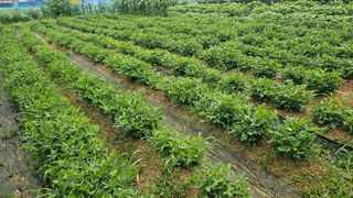 호피랑 농부랑님의 🎉상반기 결산 자랑하기 · 참여글 작성글 사진