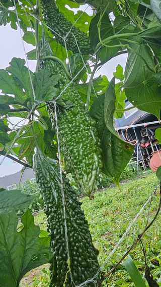 호피랑 농부랑님의 🎉상반기 결산 자랑하기 · 참여글 작성글 사진