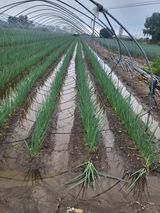 팜모닝 파·영농일지 게시글 이미지