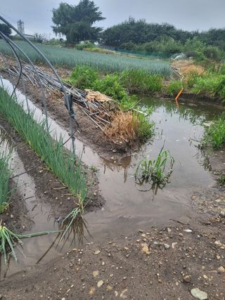김성제님의 파 · 영농일지 작성글 사진