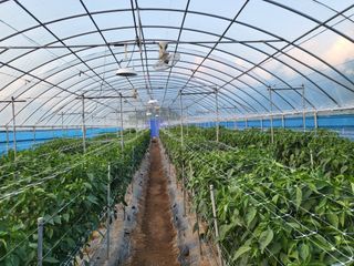 창원홍수연님의 고추 · 영농일지 작성글 사진