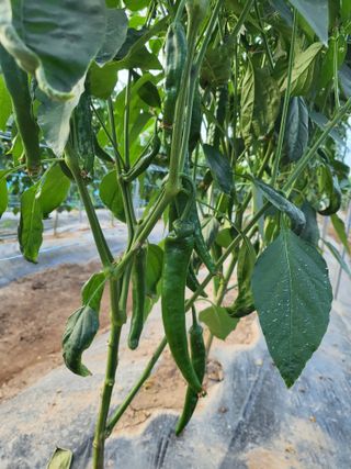 창원홍수연님의 고추 · 영농일지 작성글 사진