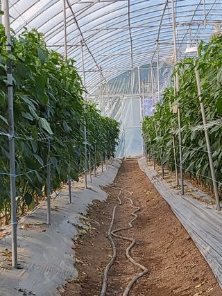 창원홍수연님의 고추 · 영농일지 작성글 사진