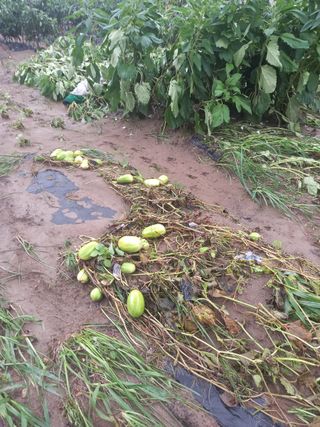 계룡남님의 자유주제 · 자유게시판 작성글 사진