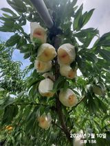 팜모닝 복숭아·자유게시판 게시글 이미지