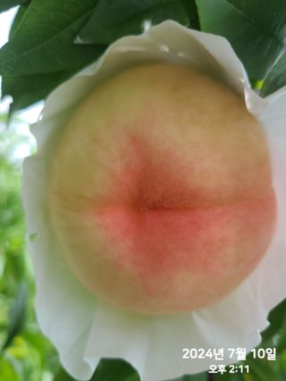 동우농장(김대욱)님의 복숭아 · 자유게시판 작성글 사진