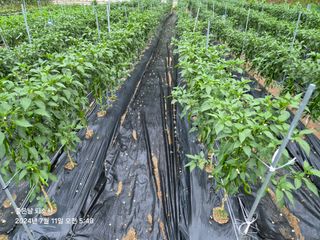 김진님의 자유주제 · 자유게시판 작성글 사진