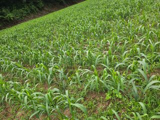 오명희 님의 최고의 제초제는 무엇인가요?🌿 · 참여글 작성글 사진