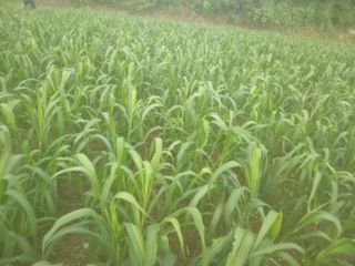 오명희 님의 최고의 제초제는 무엇인가요?🌿 · 참여글 작성글 사진