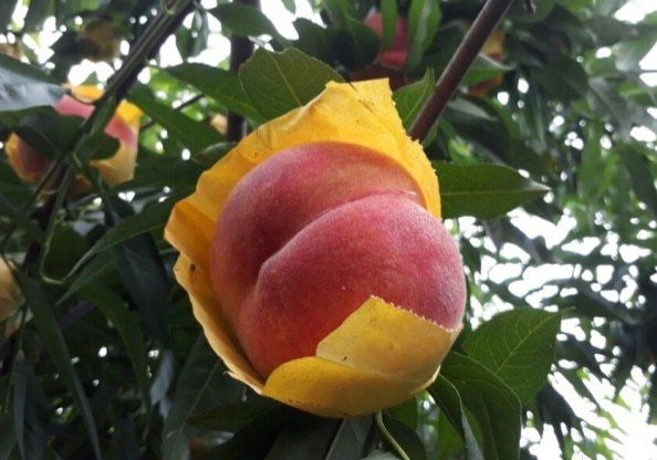 장터 상품 [대홍 복숭아(특허.명품.딱딱이)] 썸네일