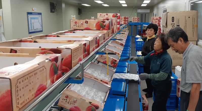 황덕순 님의 장터 판매 상품 [대홍 복숭아(특허.명품.딱딱이)] 첨부 사진